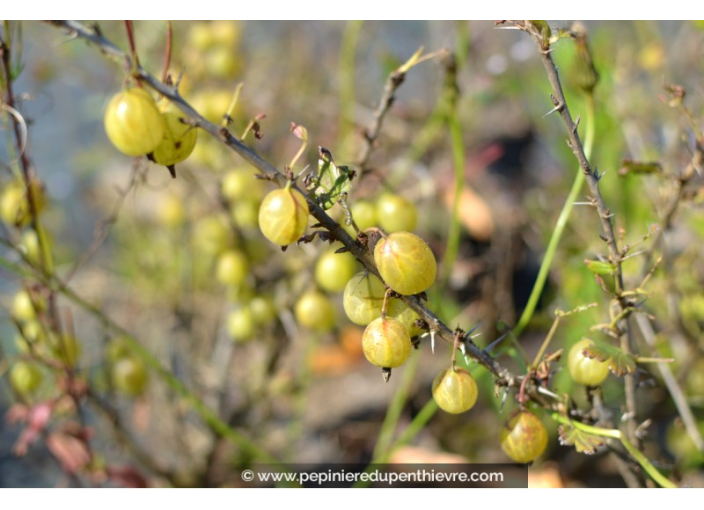 GROSEILLIER à maquereau 'White Smith' GROSEILLIER à maquereau 'White Smith'
