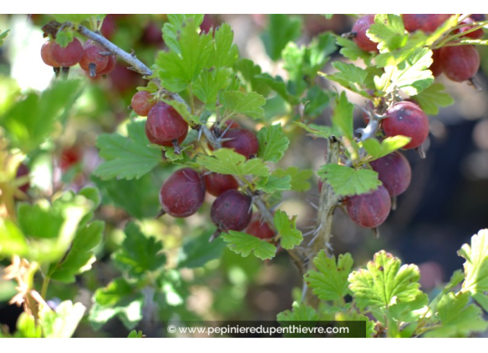 GROSEILLIER à maquereaux 'Winham's Industry' GROSEILLIER à maquereaux 'Winham's Industry'