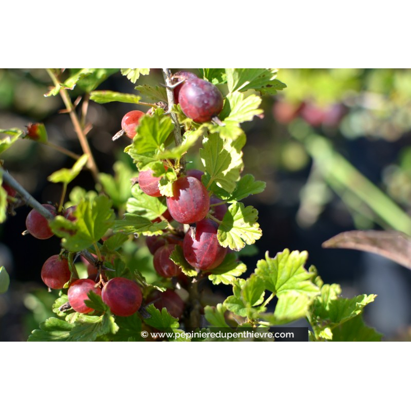 GROSEILLIER à maquereaux 'Winham's Industry'