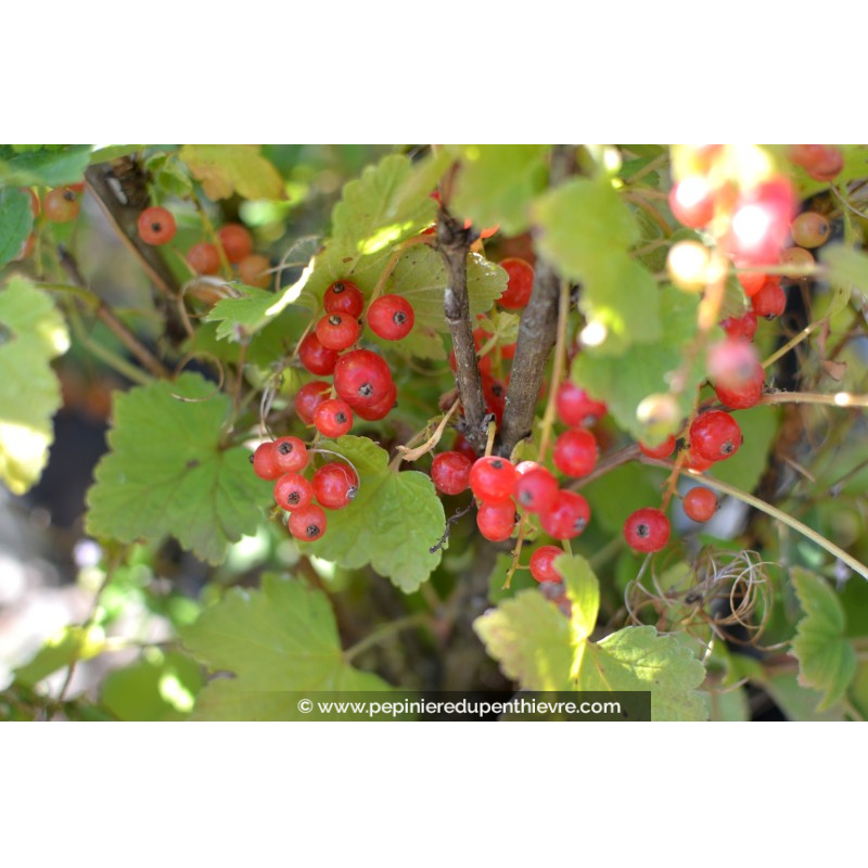 GROSEILLIER à grappes rouges 'Rovada'