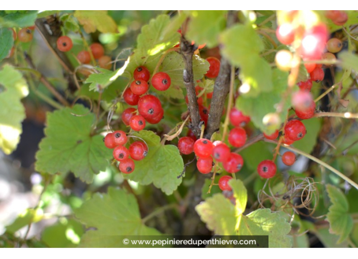 GROSEILLIER à grappes rouges 'Rovada'