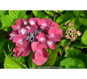 HYDRANGEA macrophylla 'Geoffrey Chadbund'