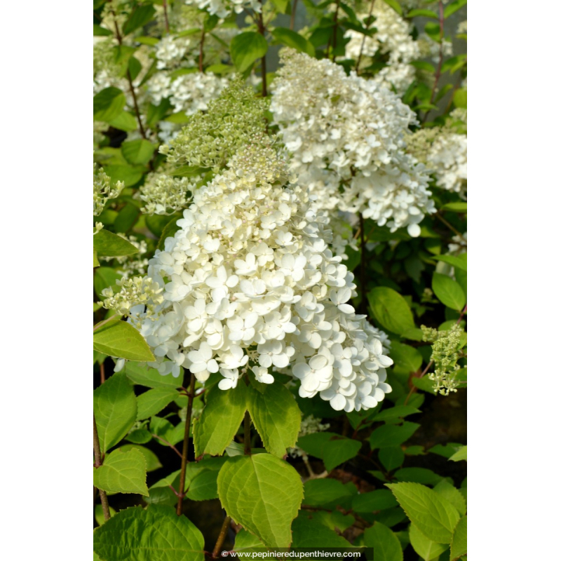 HYDRANGEA paniculata 'Grandiflora'