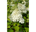 HYDRANGEA paniculata 'Grandiflora'