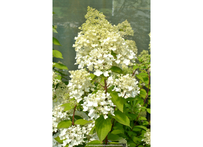 HYDRANGEA paniculata 'Grandiflora'
