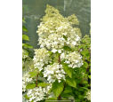 HYDRANGEA paniculata 'Grandiflora'