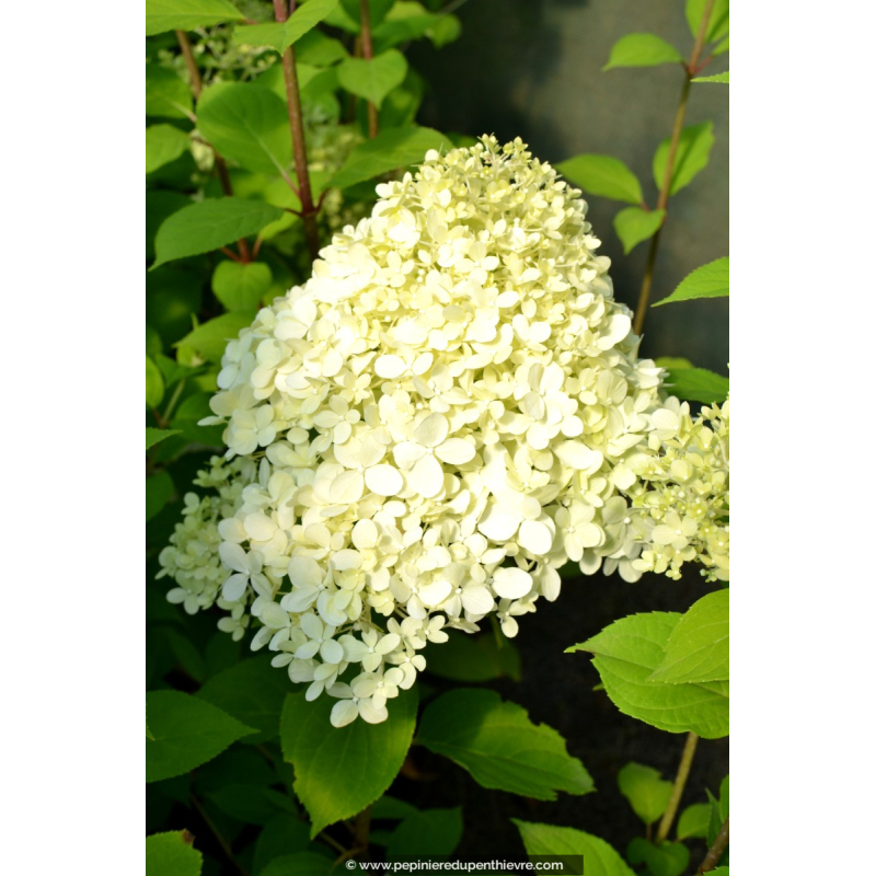 HYDRANGEA paniculata 'Limelight'