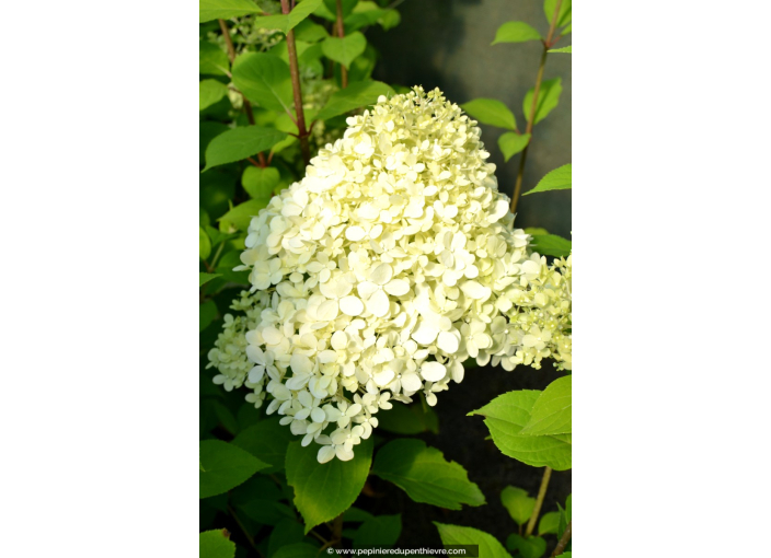 HYDRANGEA paniculata 'Limelight'