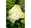 HYDRANGEA paniculata 'Limelight'