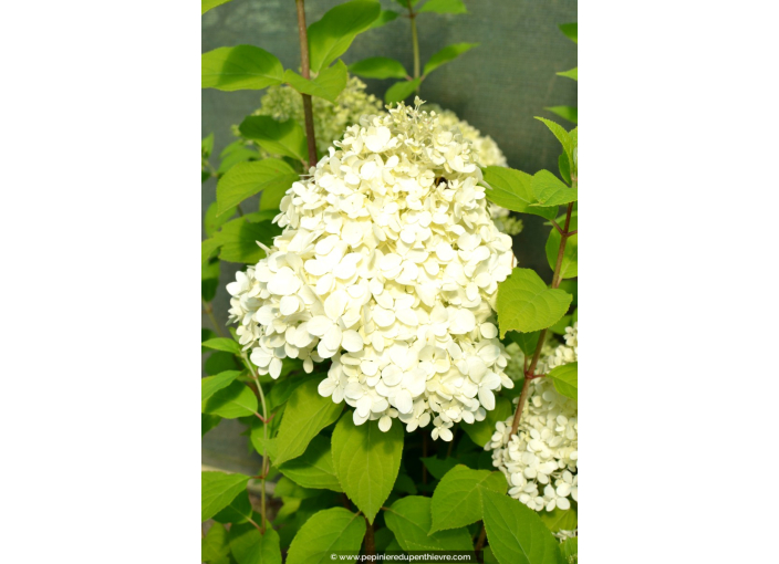 HYDRANGEA paniculata 'Limelight'