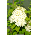 HYDRANGEA paniculata 'Limelight'