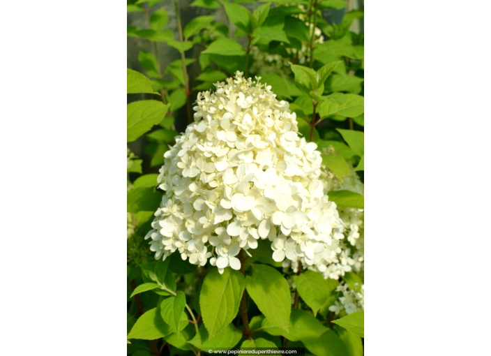 HYDRANGEA paniculata 'Limelight'