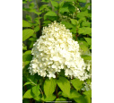 HYDRANGEA paniculata 'Limelight'