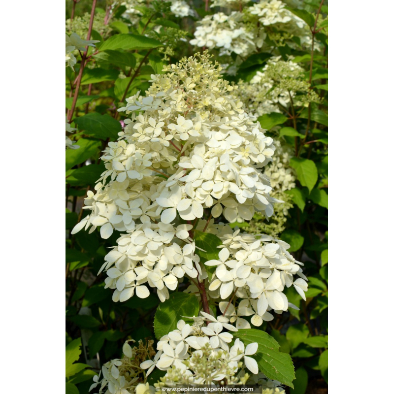 HYDRANGEA paniculata 'Phantom'