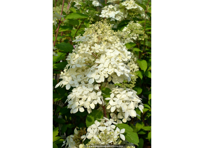 HYDRANGEA paniculata 'Phantom'