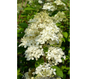 HYDRANGEA paniculata 'Phantom'