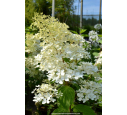 HYDRANGEA paniculata 'Phantom'