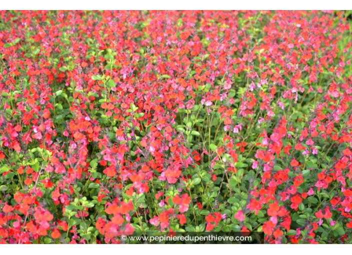 SALVIA microphylla 'Royal Bumble' SALVIA microphylla 'Royal Bumble'