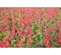 SALVIA microphylla 'Royal Bumble' SALVIA microphylla 'Royal Bumble'