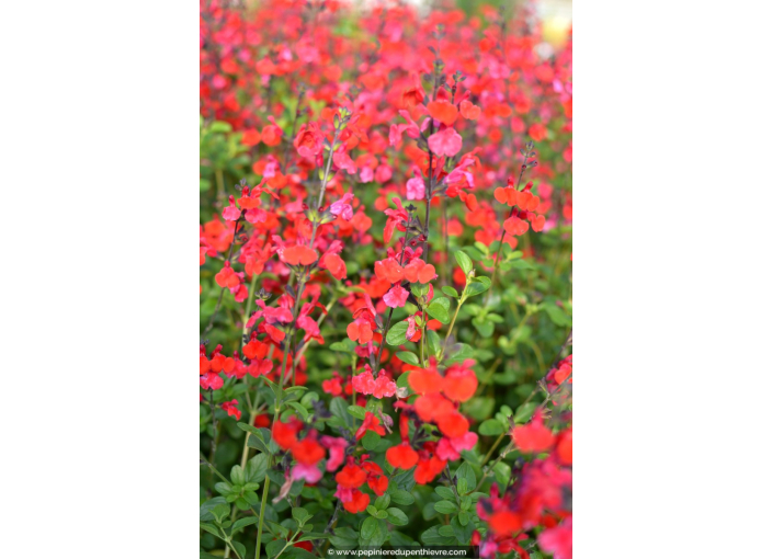 SALVIA microphylla 'Royal Bumble' SALVIA microphylla 'Royal Bumble'