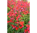 SALVIA microphylla 'Royal Bumble' SALVIA microphylla 'Royal Bumble'