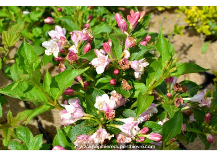 WEIGELA 'Conquête' WEIGELA 'Conquête'