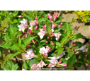 WEIGELA 'Conquête' WEIGELA 'Conquête'