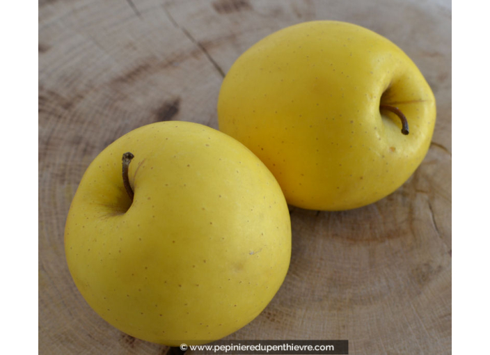 POMMIER 'Golden Delicious'
