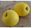 POMMIER 'Golden Delicious'