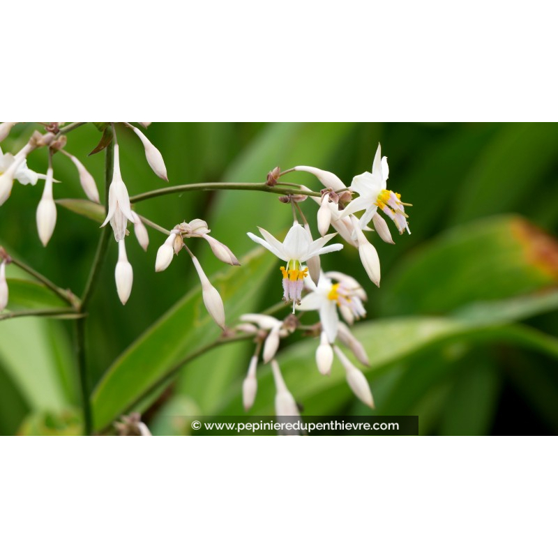 ARTHROPODIUM cirrhatum