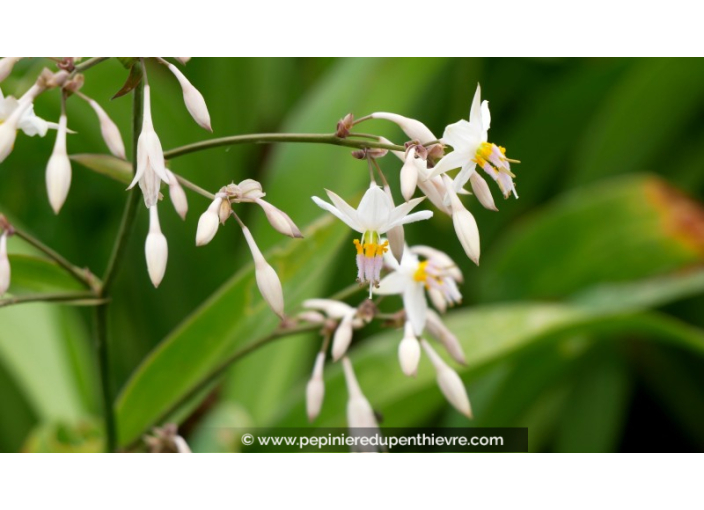 ARTHROPODIUM cirrhatum