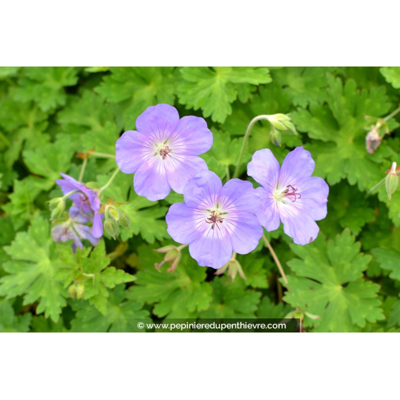 GERANIUM 'Rozanne'®