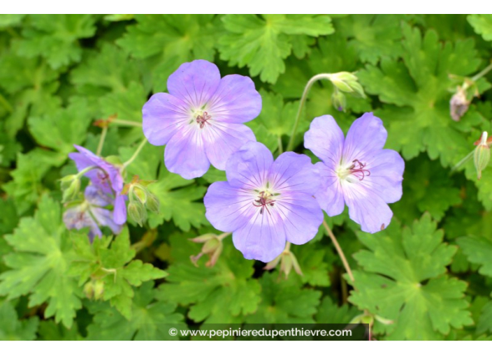 GERANIUM 'Rozanne'®