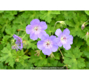 GERANIUM 'Rozanne'®