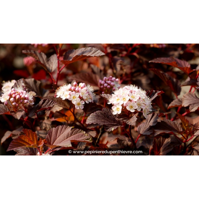 PHYSOCARPUS opulifolius 'Diable d'Or®'