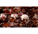 PHYSOCARPUS opulifolius 'Diable d'Or®' PHYSOCARPUS opulifolius 'Diable d'Or®'
