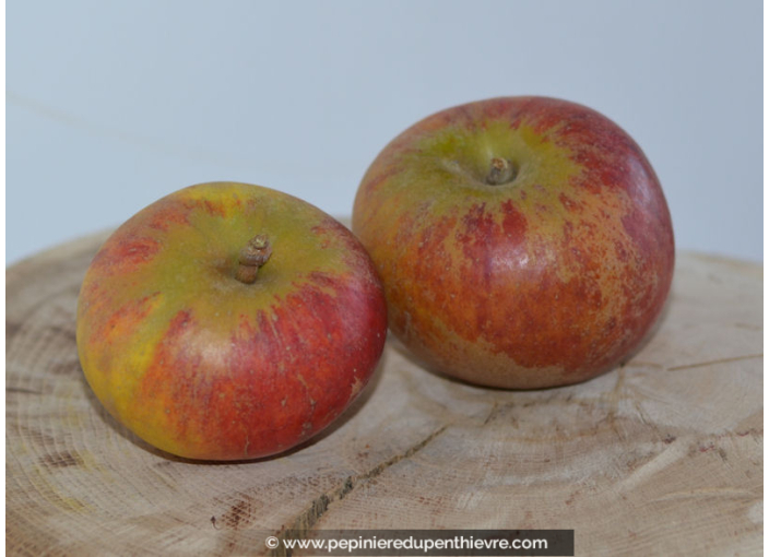 POMMIER 'Cox's Orange Pippin'