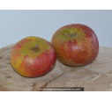 POMMIER 'Cox's Orange Pippin'