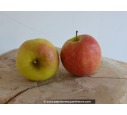 POMMIER 'Jonagold'