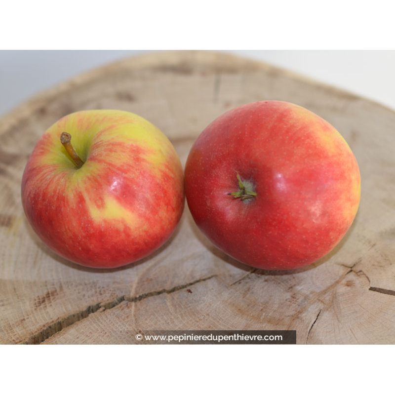 POMMIER 'Elstar'