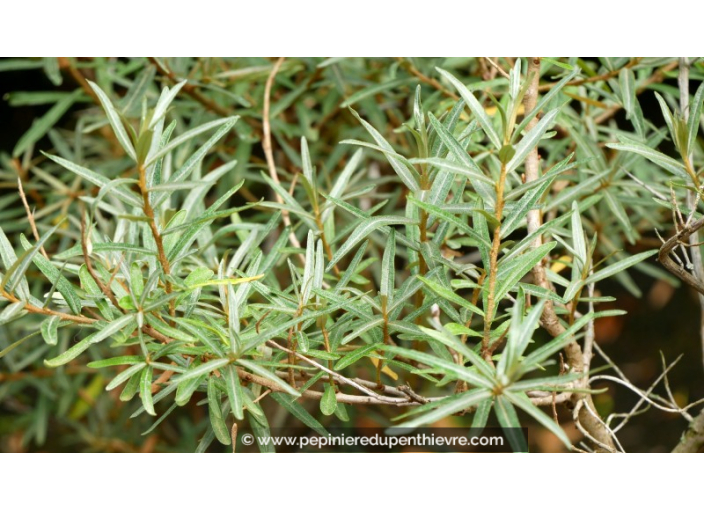 HIPPOPHAE rhamnoides HIPPOPHAE rhamnoides