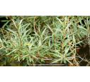 HIPPOPHAE rhamnoides HIPPOPHAE rhamnoides