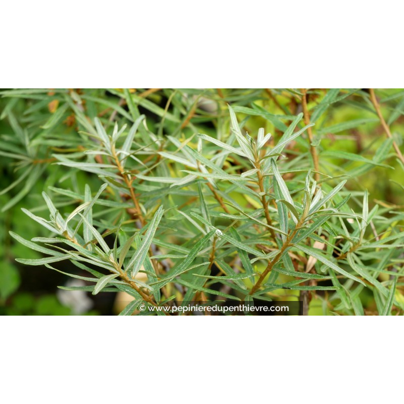 ARGOUSIER 'Leikora' - Femelle