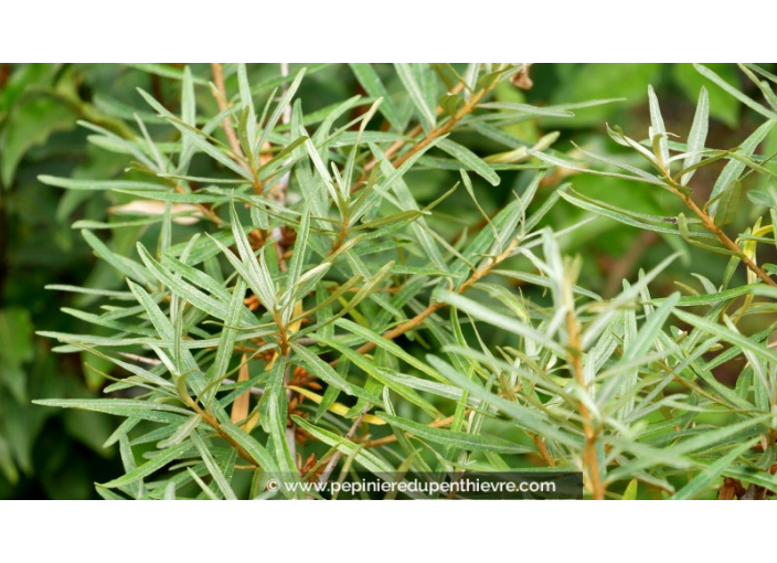 ARGOUSIER 'Leikora' - Femelle