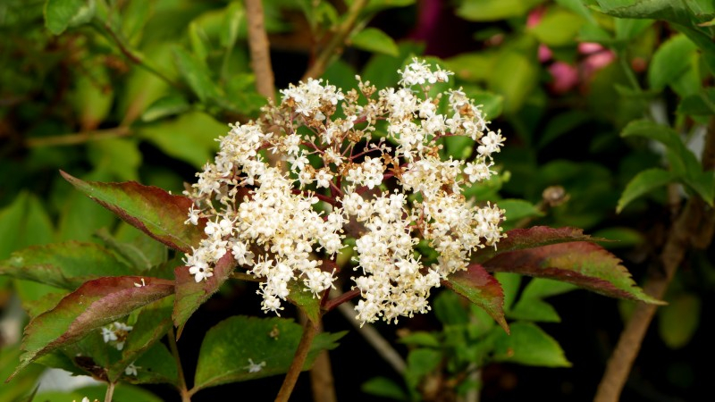 Plants De Sureau Noir Sampo - Variété Fertile Résistante Au