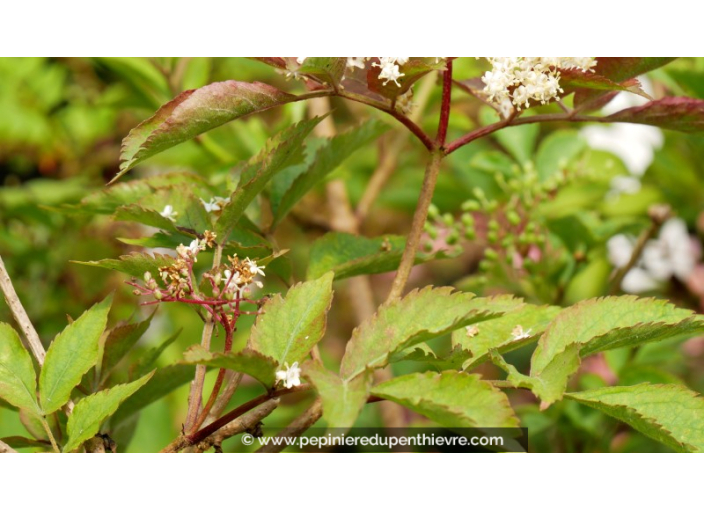 SUREAU 'Sampo' SUREAU 'Sampo'