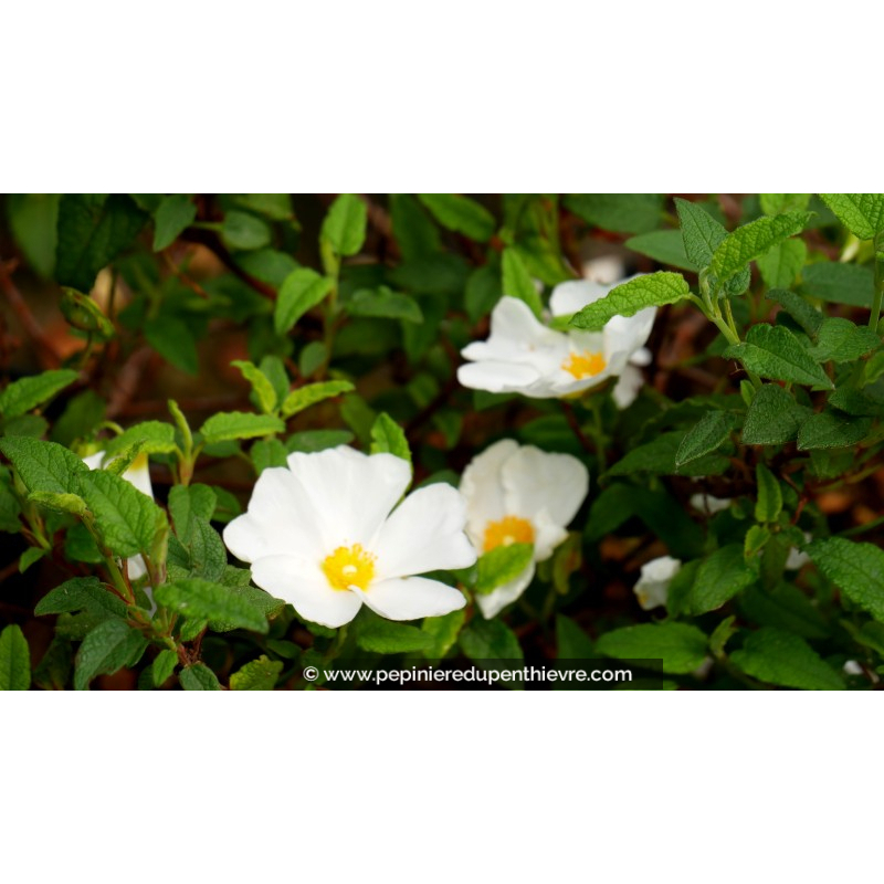 CISTUS x corbariensis