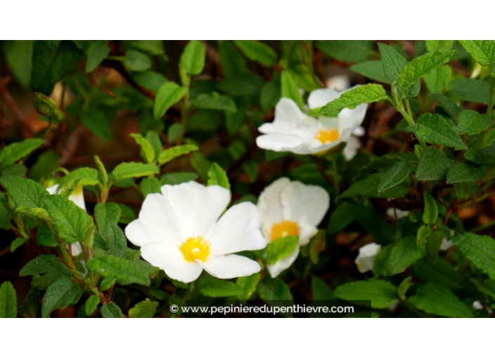 CISTUS x corbariensis