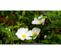 CISTUS x corbariensis