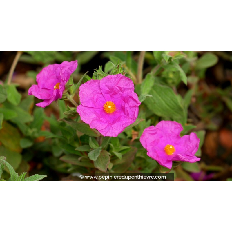 CISTUS x pulverulentus 'Sunset'